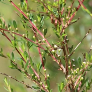 Kunzea ericoides at Wodonga, VIC - 14 Nov 2021