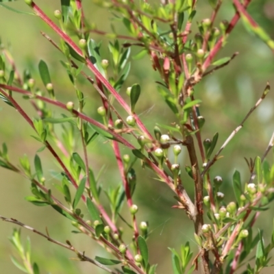 Kunzea ericoides (Burgan) at Wodonga, VIC - 14 Nov 2021 by KylieWaldon