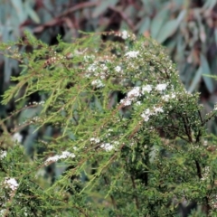 Kunzea ericoides at Wodonga, VIC - 14 Nov 2021