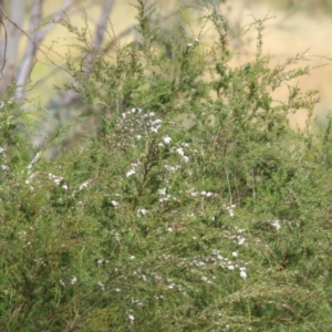 Kunzea ericoides at Wodonga, VIC - 14 Nov 2021 08:34 AM