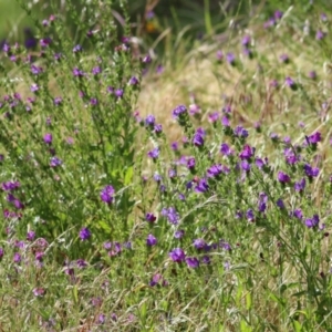 Echium plantagineum at Wodonga, VIC - 14 Nov 2021