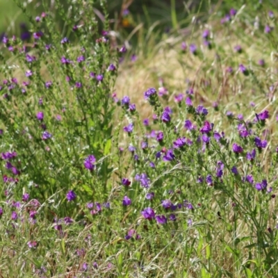 Echium plantagineum (Paterson's Curse) at WREN Reserves - 13 Nov 2021 by KylieWaldon