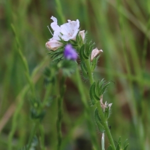 Echium plantagineum at Wodonga, VIC - 14 Nov 2021 08:22 AM
