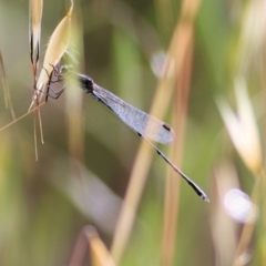 Austrolestes leda (Wandering Ringtail) at Wodonga - 13 Nov 2021 by KylieWaldon