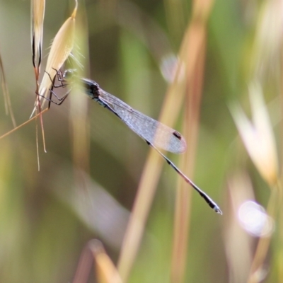 Austrolestes leda (Wandering Ringtail) at Wodonga, VIC - 14 Nov 2021 by KylieWaldon