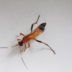 Ctenochares bicolorus (Black-tipped orange ichneumon) at McKellar, ACT - 25 Sep 2021 by Amata