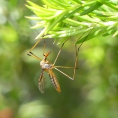 Leptotarsus (Macromastix) costalis (Common Brown Crane Fly) at Braemar - 13 Nov 2021 by Curiosity