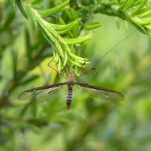 Leptotarsus (Macromastix) costalis at Braemar, NSW - 14 Nov 2021