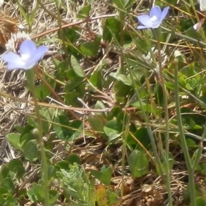 Wahlenbergia sp. at Dunlop, ACT - 8 Oct 2021