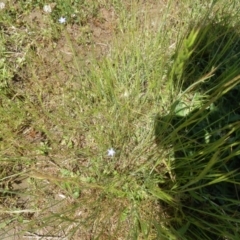 Wahlenbergia sp. at Dunlop, ACT - 8 Oct 2021 01:22 PM