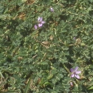 Wahlenbergia sp. at Dunlop, ACT - 8 Oct 2021 01:22 PM