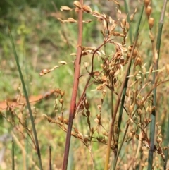 Juncus remotiflorus (Diffuse Rush) at Pialligo, ACT - 20 Jan 2021 by JaneR