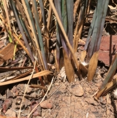 Juncus remotiflorus at Pialligo, ACT - 20 Jan 2021