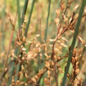 Juncus remotiflorus at Pialligo, ACT - 20 Jan 2021 02:54 PM