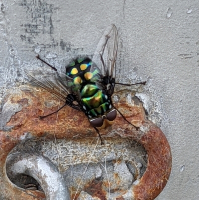 Rutilia (Chrysorutilia) sp. (genus & subgenus) (A Bristle Fly) at Charles Sturt University - 14 Nov 2021 by ChrisAllen