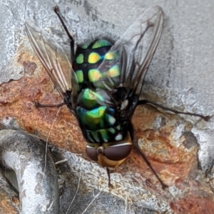 Rutilia (Chrysorutilia) sp. (genus & subgenus) at Thurgoona, NSW - 14 Nov 2021