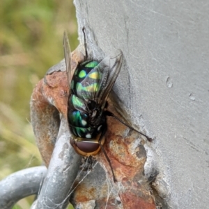 Rutilia (Chrysorutilia) sp. (genus & subgenus) at Thurgoona, NSW - 14 Nov 2021