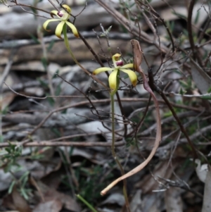 Caladenia hildae at Bonang, VIC - suppressed