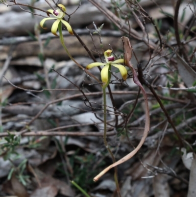 Caladenia hildae (Golden Caps) at Bonang, VIC - 2 Nov 2021 by JudithRoach