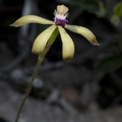 Caladenia hildae at Bonang, VIC - suppressed