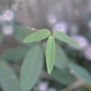 Glycine tabacina at Wamboin, NSW - 16 Dec 2020