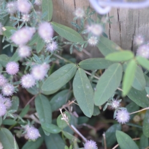 Glycine tabacina at Wamboin, NSW - 16 Dec 2020