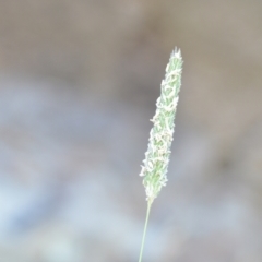 Phalaris aquatica (Phalaris, Australian Canary Grass) at Wamboin, NSW - 16 Dec 2020 by natureguy