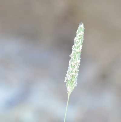 Phalaris aquatica (Phalaris, Australian Canary Grass) at Wamboin, NSW - 16 Dec 2020 by natureguy