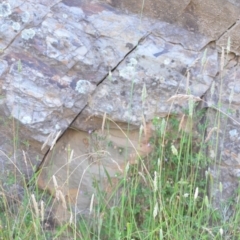 Phalaris aquatica at Wamboin, NSW - 16 Dec 2020