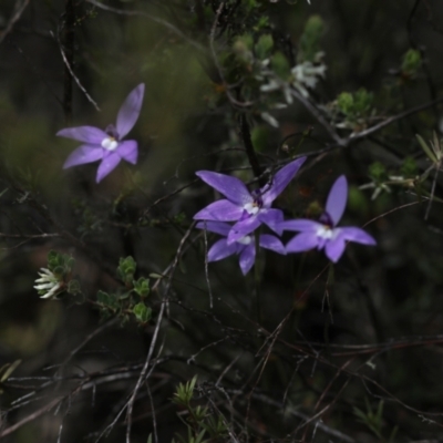 Glossodia major (Wax Lip Orchid) at Bonang State Forest - 28 Oct 2021 by JudithRoach