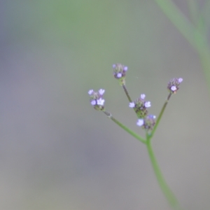 Verbena caracasana at Wamboin, NSW - 16 Dec 2020 09:36 PM