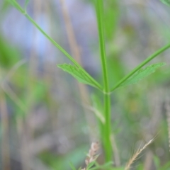 Verbena caracasana at Wamboin, NSW - 16 Dec 2020