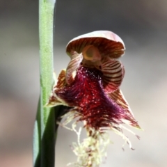 Unidentified Orchid (TBC) at Bonang, VIC - 30 Oct 2021 by JudithRoach