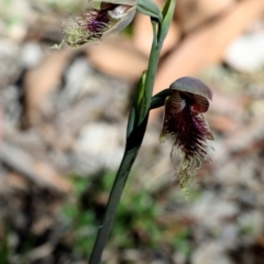 Calochilus robertsonii at Bonang, VIC - 31 Oct 2021