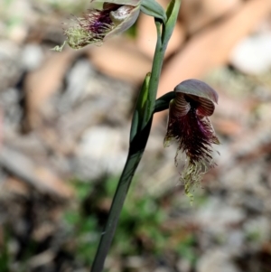 Calochilus robertsonii at Bonang, VIC - 31 Oct 2021