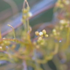 Cassytha pubescens (Devil's Twine) at Wamboin, NSW - 16 Dec 2020 by natureguy