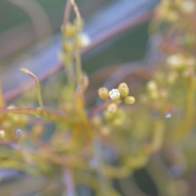 Cassytha pubescens (Devil's Twine) at Wamboin, NSW - 16 Dec 2020 by natureguy