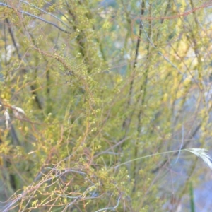 Cassytha pubescens at Wamboin, NSW - 16 Dec 2020