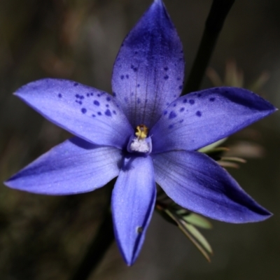 Thelymitra ixioides (Dotted Sun Orchid) at Bonang, VIC - 2 Nov 2021 by JudithRoach