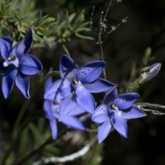 Thelymitra ixioides at Bonang, VIC - suppressed