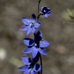 Thelymitra ixioides at Bonang, VIC - suppressed