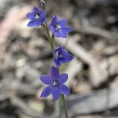 Thelymitra ixioides at Bonang, VIC - suppressed