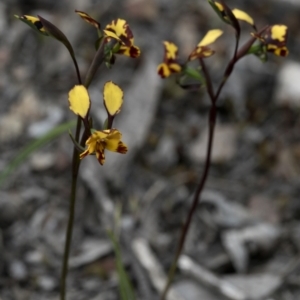 Diuris pardina at Bonang, VIC - 1 Nov 2021