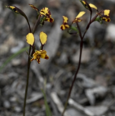 Diuris pardina (Leopard Doubletail) at Bonang, VIC - 1 Nov 2021 by JudithRoach