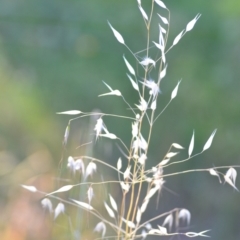 Avena (genus) (Wild Oats) at Wamboin, NSW - 16 Dec 2020 by natureguy