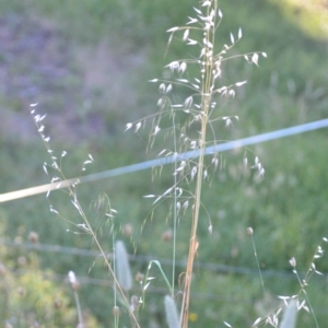 Avena sp. at Wamboin, NSW - 16 Dec 2020