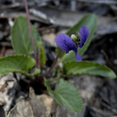 Viola betonicifolia (Mountain Violet) at Bonang State Forest - 1 Nov 2021 by JudithRoach