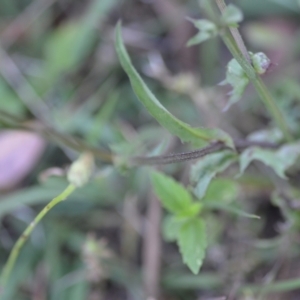 Crepis capillaris at Wamboin, NSW - 16 Dec 2020