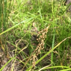 Juncus usitatus (Common Rush) at Hackett, ACT - 9 Jan 2021 by JaneR