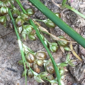 Juncus usitatus at Hackett, ACT - 9 Jan 2021